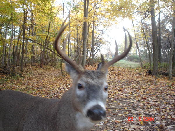 8 point buck